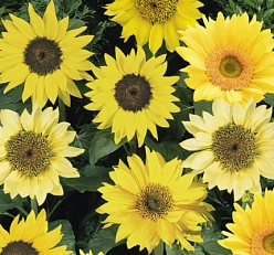 Подсолнечник 'Пачино' (желтый, микс)