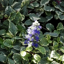 Живучка ползучая 'Вариегата'