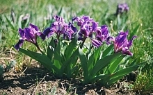 Ирис карликовый