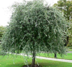 Груша иволистная 'Пендула'