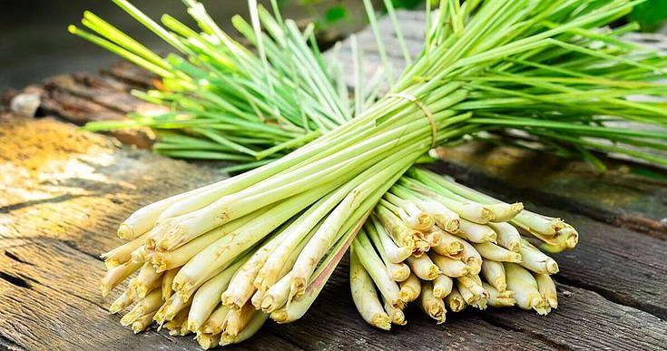 Семена Лимонная трава Цитронелла