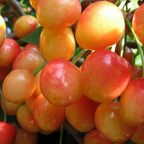 Черешня 'Заря Жукова'