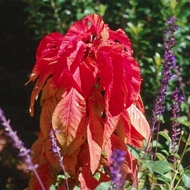 Амарант Трехцветный Еоли Сплендор