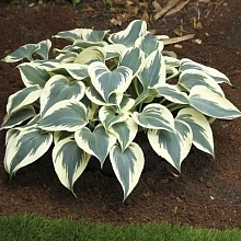 Хоста гибридная (вздутая, волнистая) 'Блю Айвори'