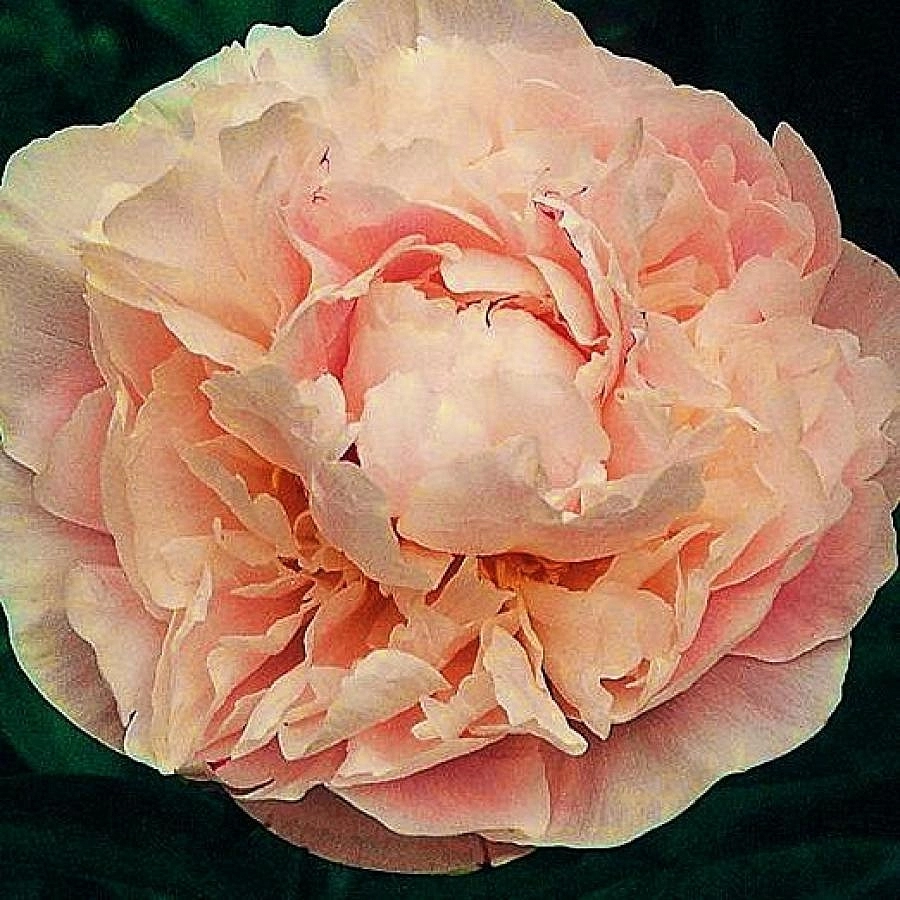 Пион молочноцветковый 'Маргарита Жерар' (персиковый)