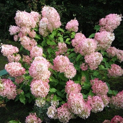 Гортензия метельчатая 'Мега Перл'