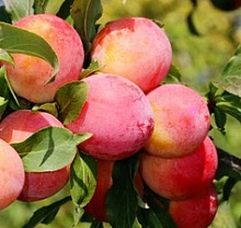 Слива 'Персиковая Мичурина'