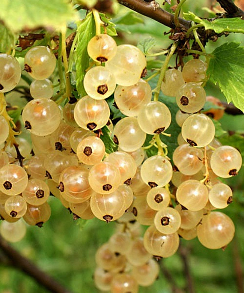 Смородина белая 'Императорская желтая'