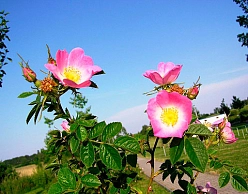 Роза ржавчинная (розовая)