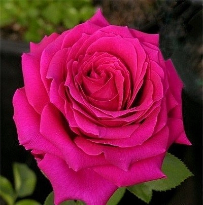 Роза 'Жорианда' (чайно-гибридная) (розовая)