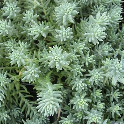 Седум отогнутый (Очиток) 'Блю Спрус'