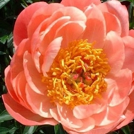 Пион Ито-гибрид Нью Оранж (New Orange)