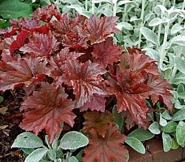 Гейхера 'Борнишет Бронзе'