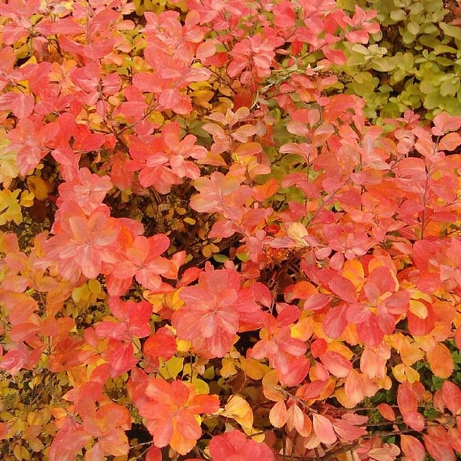 Спирея березолистная 'Тор'