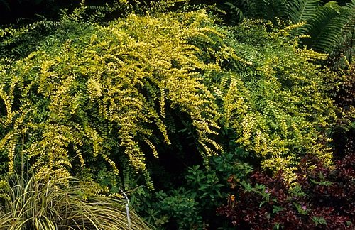Жимолость блестящая 'Баггезенс Голд'