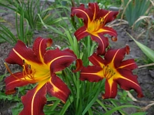 Лилейник гибридный 'Отум Рэд'