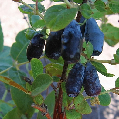 Жимолость съедобная 'Пташка'