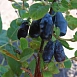 Жимолость съедобная 'Пташка'