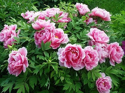 Пион древовидный (розовый)