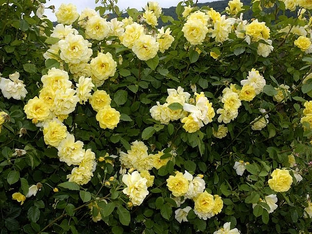 Роза 'Голден Клаймбер' (плетистая) (желтая)