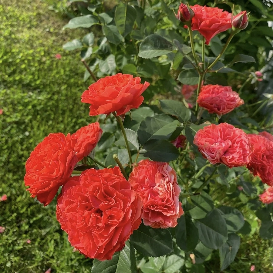 Роза 'Леди оф Белград' (флорибунда) (оранжевая)