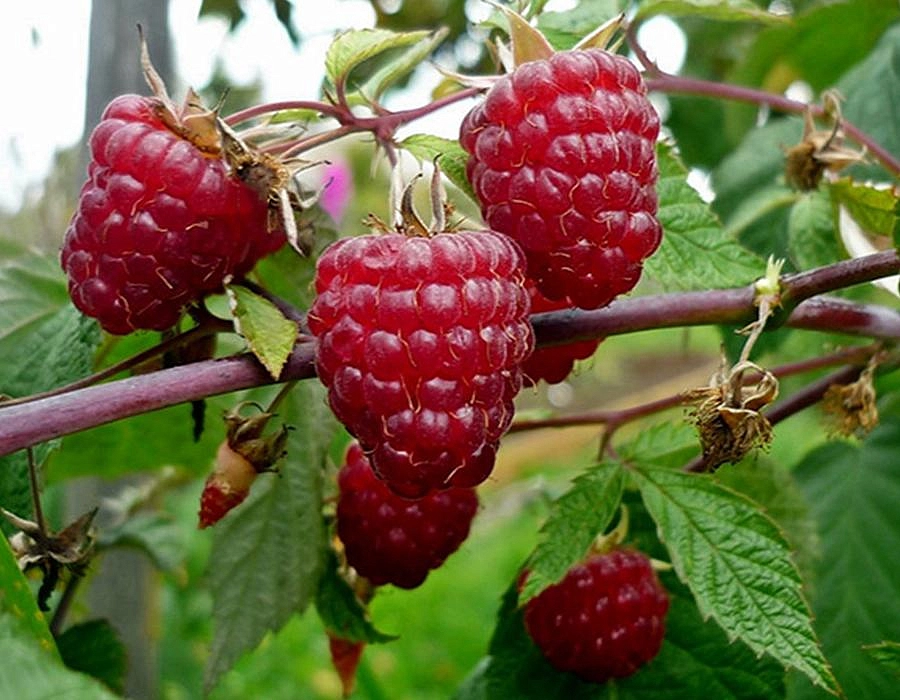 Малина 'Феномен'