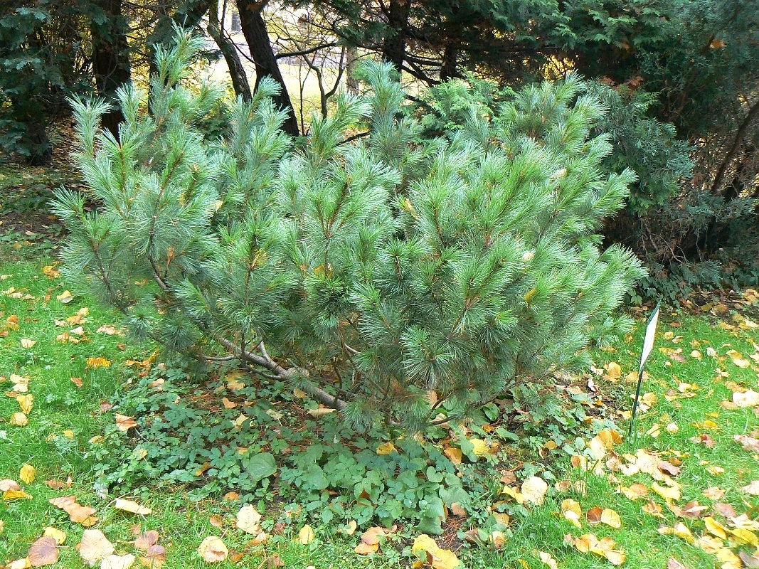 Сосна кедровая стелющаяся (кедровый стланник)