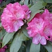 Рододендрон якушиманский 'Анушка' (лилово-розовый)