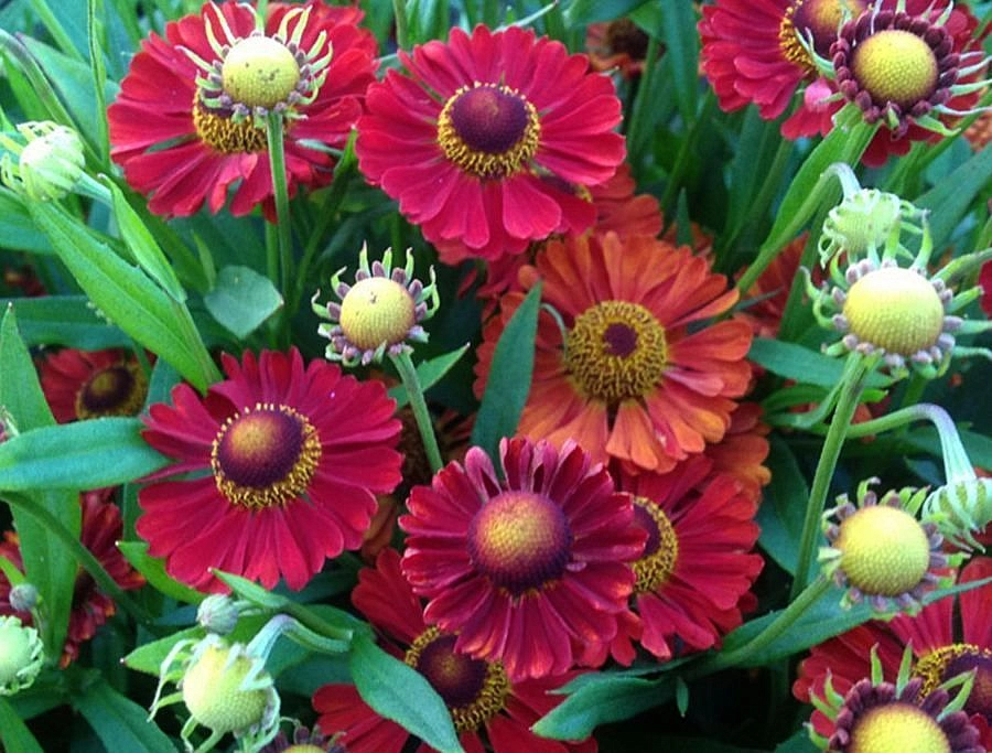 Гелениум гибридный 'Ранчера'