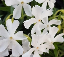 Флокс шиловидный 'Калвидез Уайт'