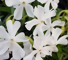 Флокс шиловидный 'Калвидез Уайт'