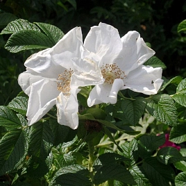 Роза ругоза 'Альба' (белая)