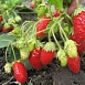 Земляника (клубника) 'Милан'