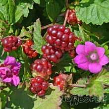 Княженика 'Меспи'