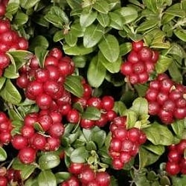 Брусника 'Руно Белявски'