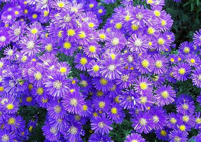 Астра кустарниковая 'Блу Лагун'
