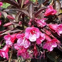 Вейгела цветущая 'Александра'