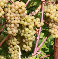 Виноград 'Платовский'