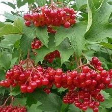 Калина плодовая 'Соузга'