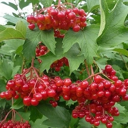 Калина плодовая 'Соузга'