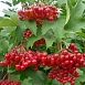Калина плодовая 'Соузга'