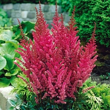 Астильба Арендса 'Мэгги Дэлей' (темно - гранатовый)