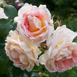Роза 'Амаретто' (плетистая) (кремово-розовая)