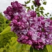 Сирень обыкновенная 'Олимпиада Колесникова' (розово- лиловая)