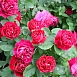Роза 'Барон Жиро де Лен' (чайно-гибридная) (малиновая)
