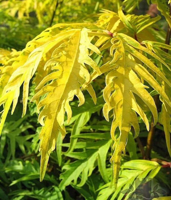 Бузина красная 'Сазерленд Голд'