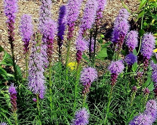 Лиатрис колосковый