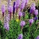 Лиатрис колосковый