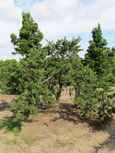 Сосна Банкса 'Арктис'