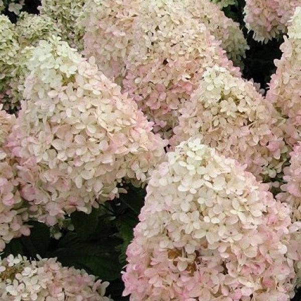 Гортензия метельчатая 'Меджикал Свит Саммер'
